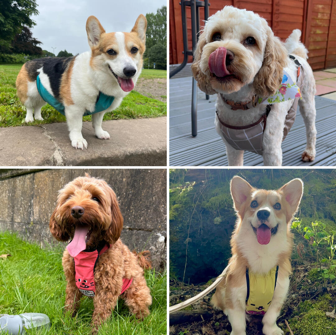 Product Picture Waterproof dog belly vest for Corgis